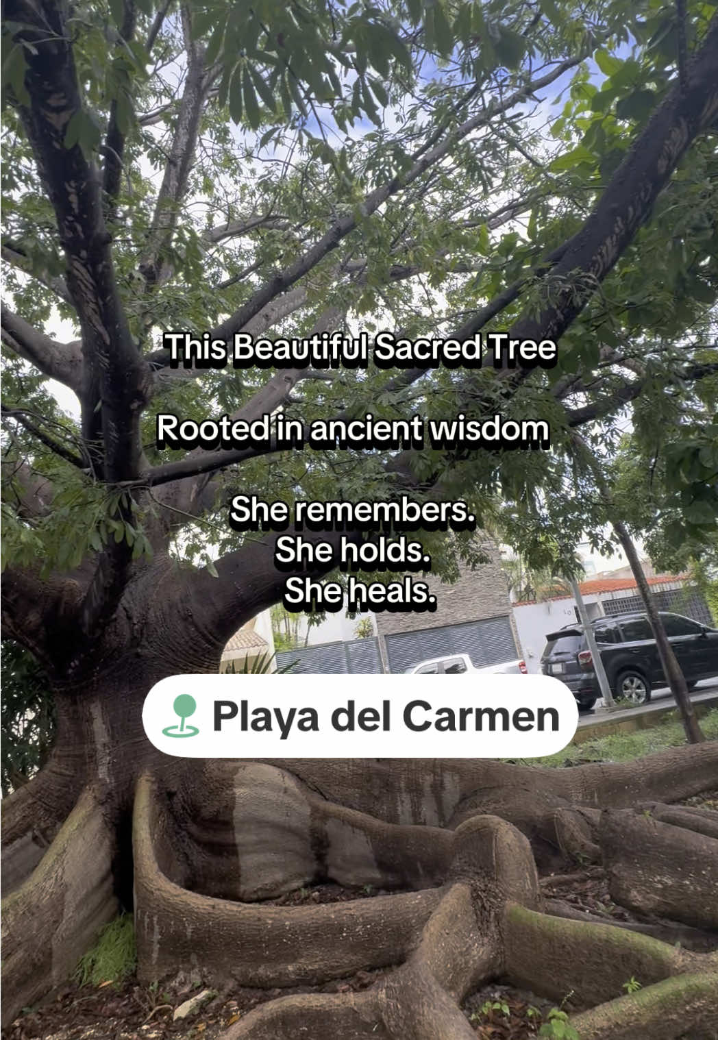@Denise Dawson Lucid Soul Vibes