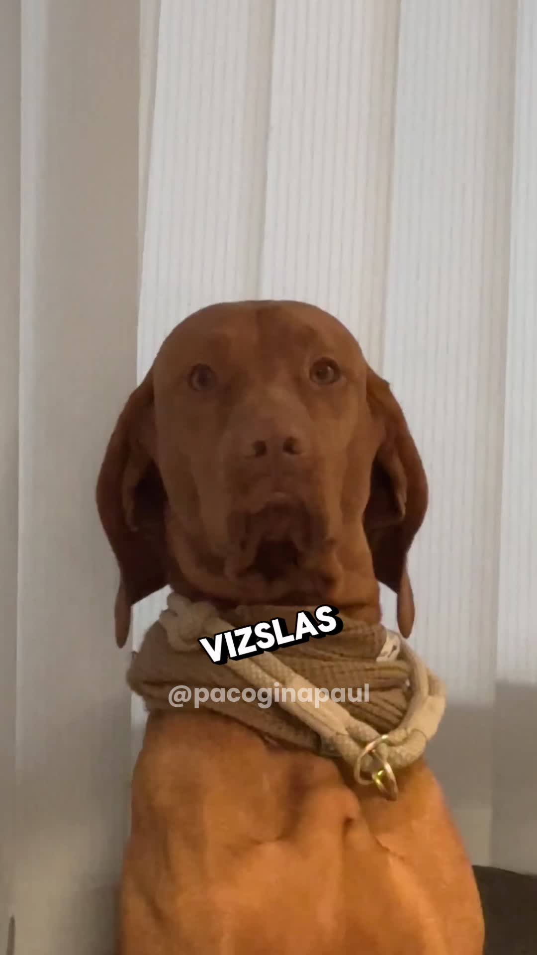@PawblemsDaily