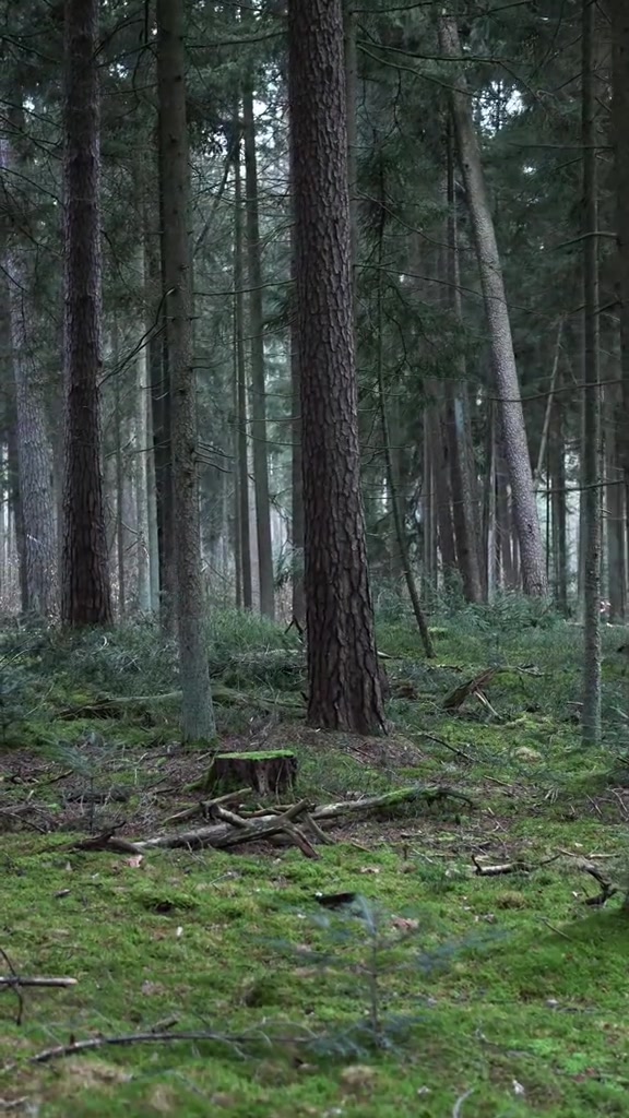 @😈🌲ЛЕСНИЧИЙ | СЛАВЯНИН🐻🐺