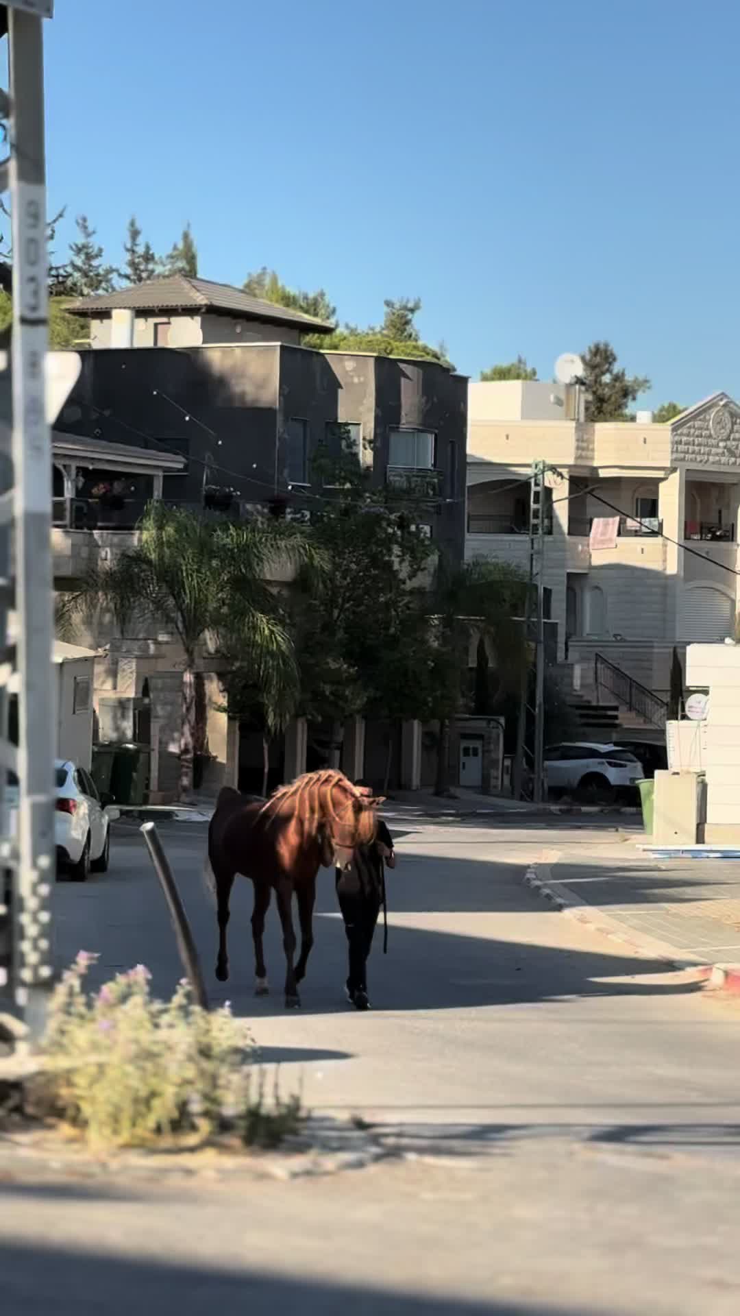 @חוסיין כעביה🐎