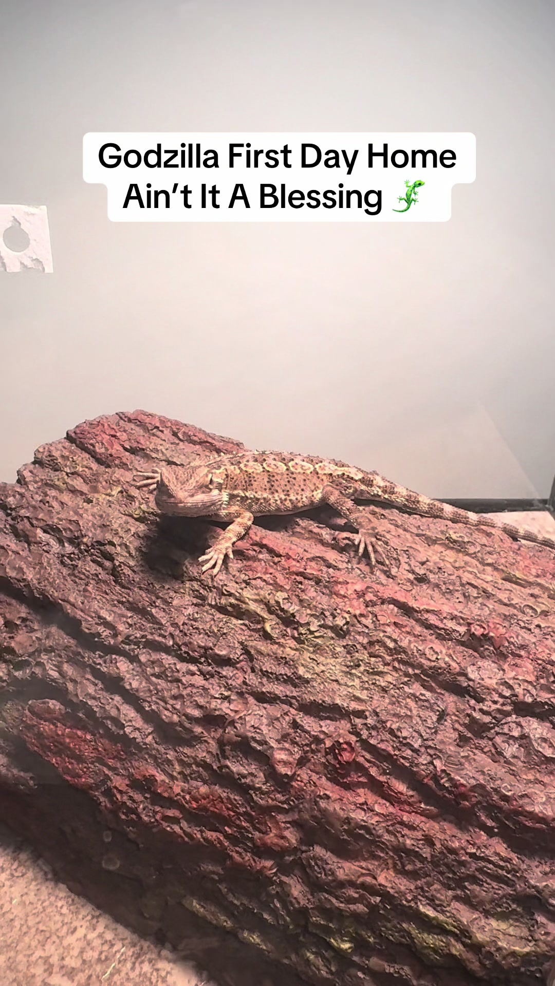 @Godzilla The Dragon 🐉