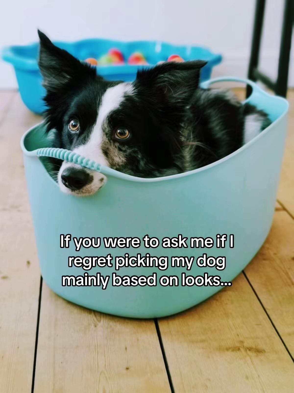 @Train Up Pup