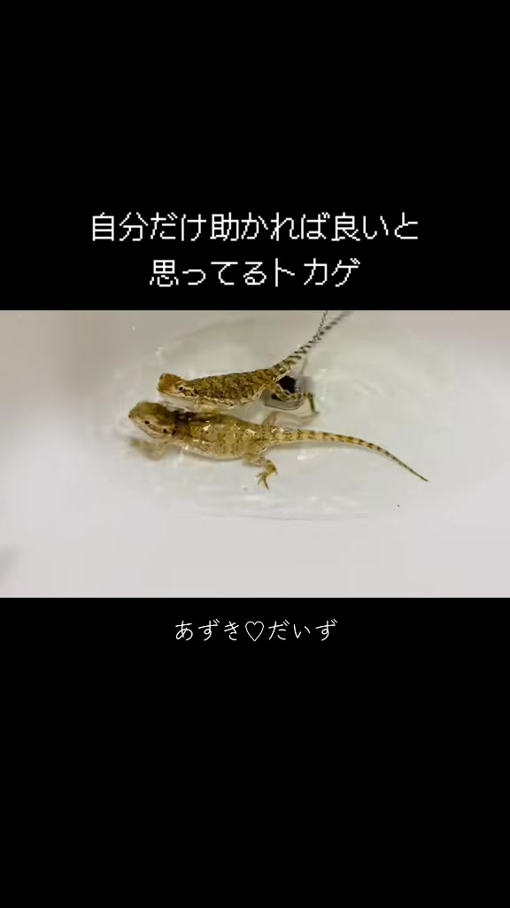 @なな🕊️つばき