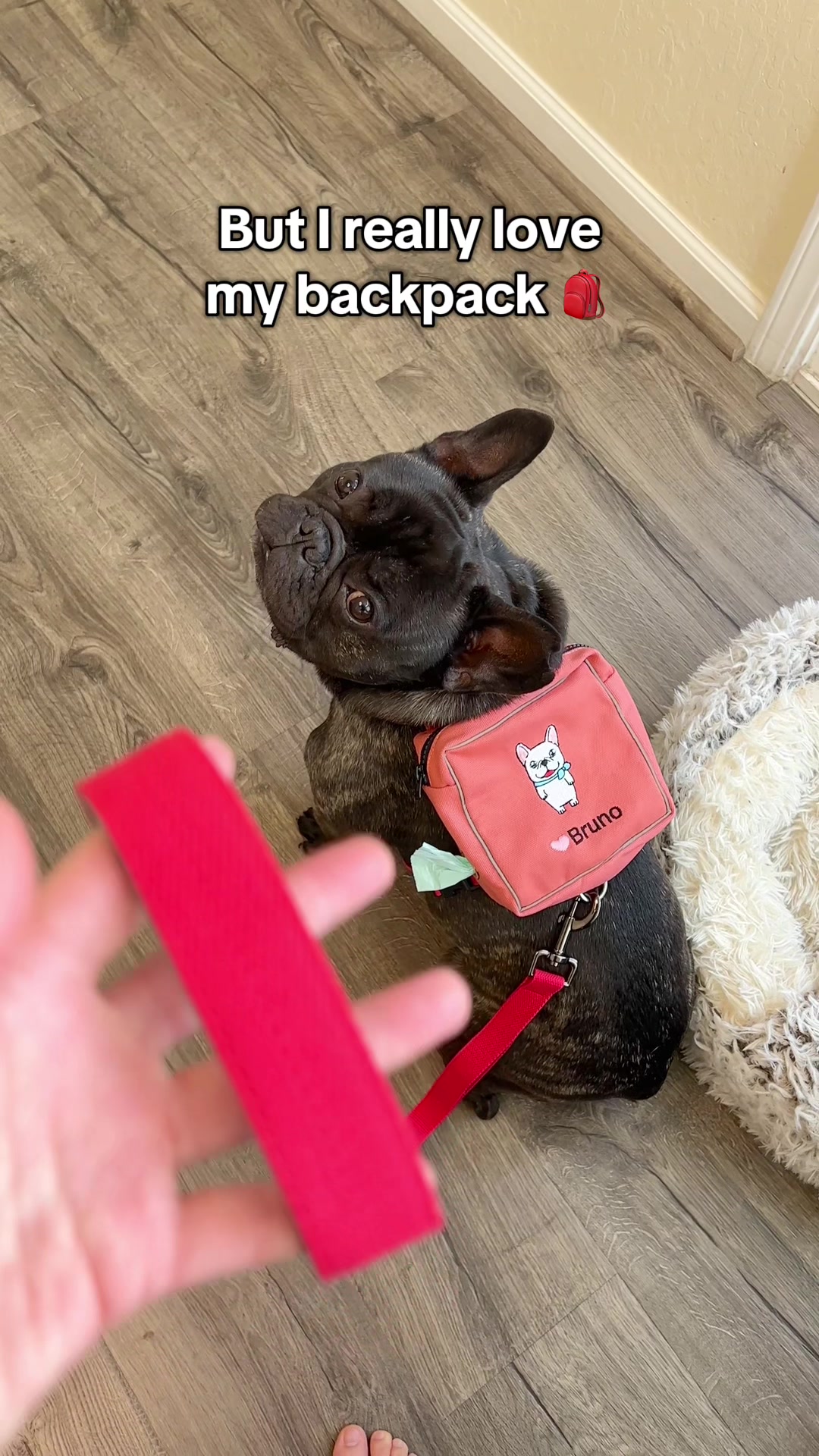 @Bruno the Frenchie