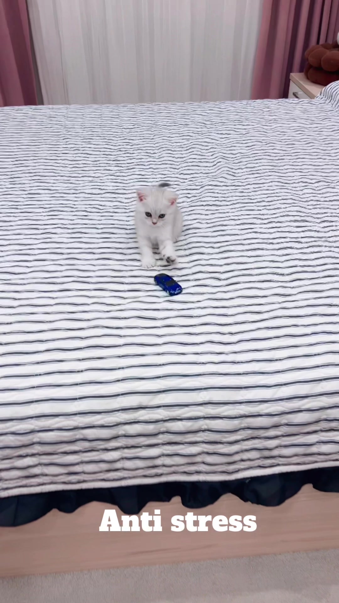 @kittens_uz