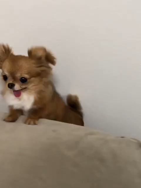 @ichig.8