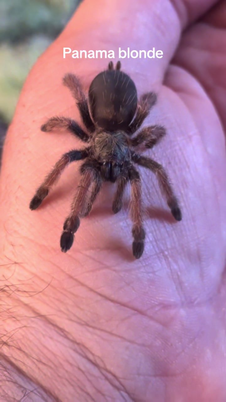 @The Spider Caravan