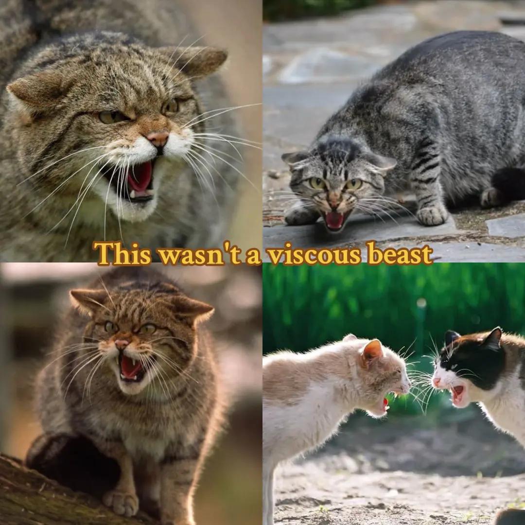 @𝓘𝓲𝓻𝓲𝓼 ≽^&bull;⩊&bull;^≼