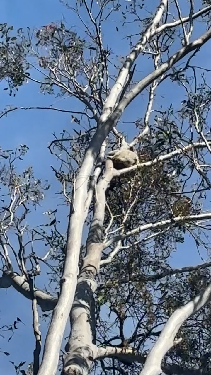 @Koala Conservation Australia