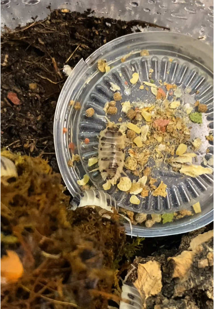 @Reptile Source