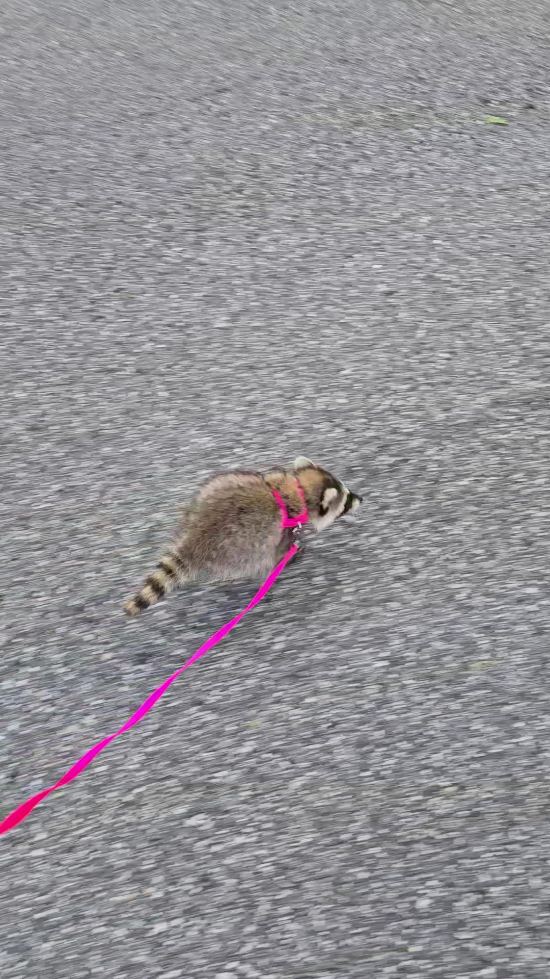 @Roxanne the Raccoon