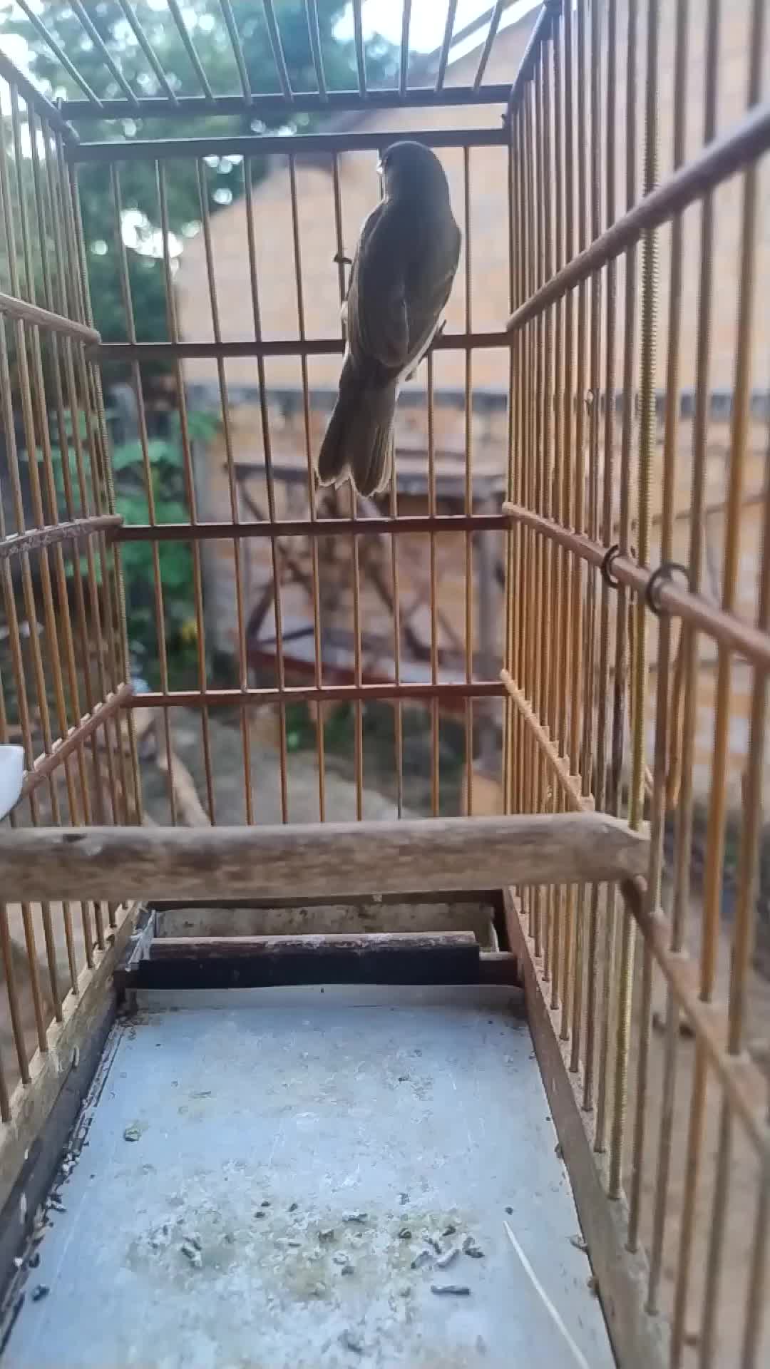 @Viv&ecirc;ncia de Passarinho