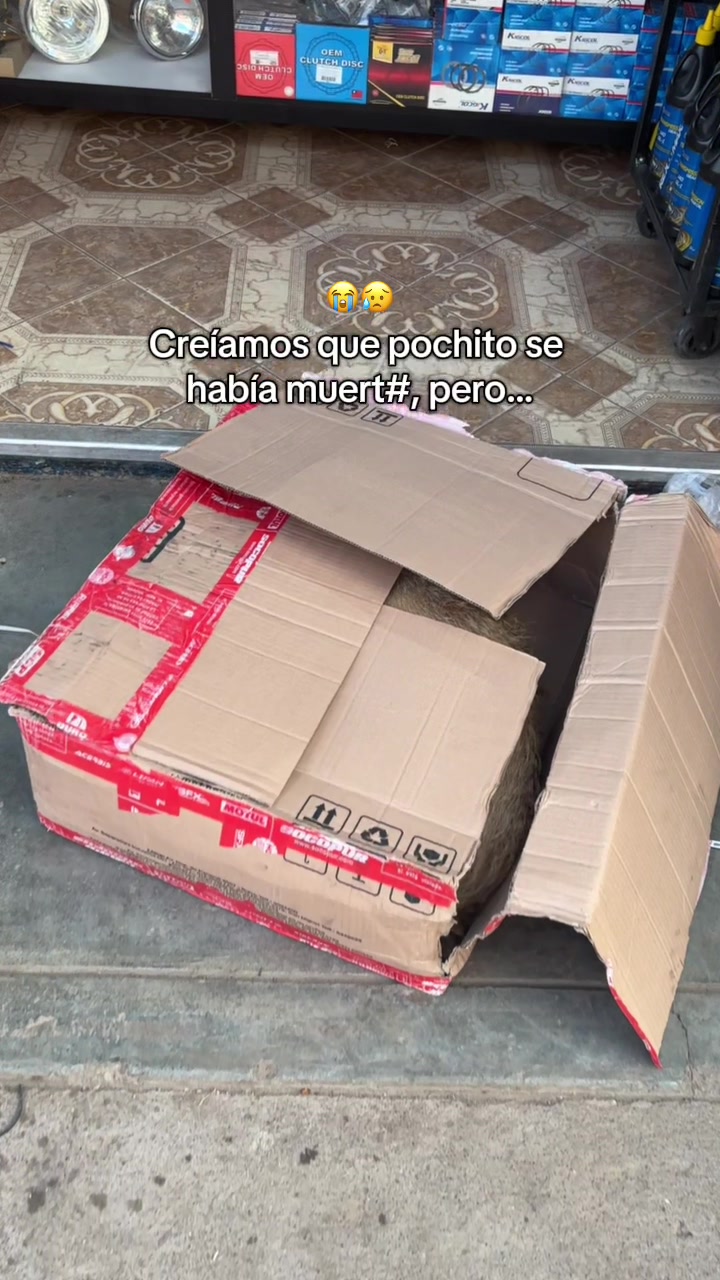 @Cabezotas 🐶
