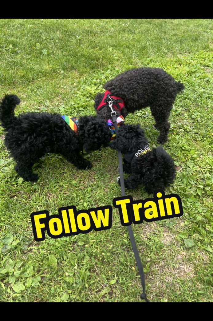 @Dm77poodles