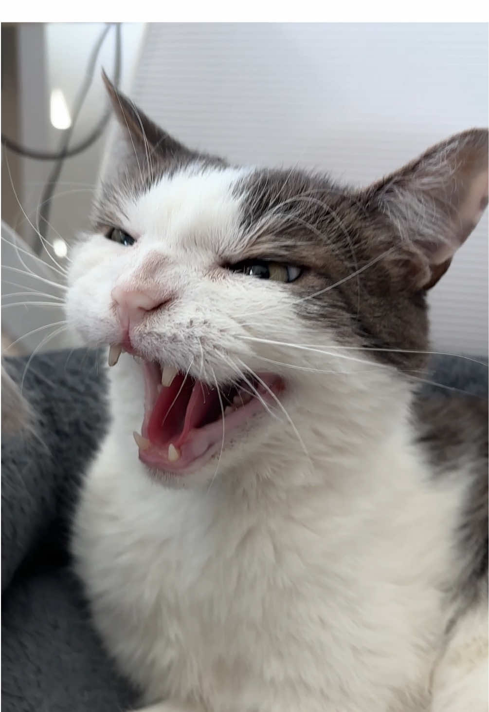@Mimi Wawa Meow