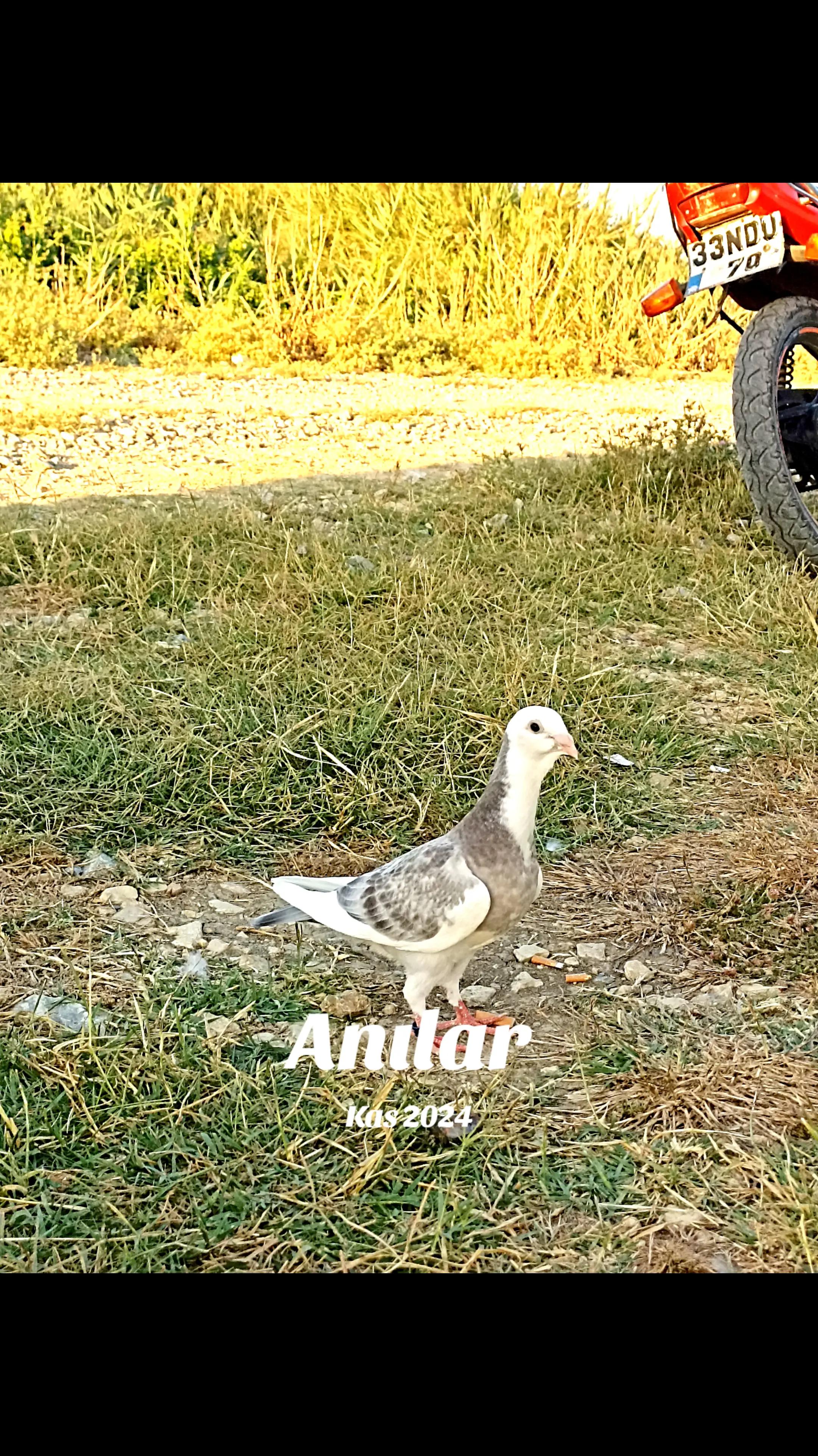 @kıvırcık Ali