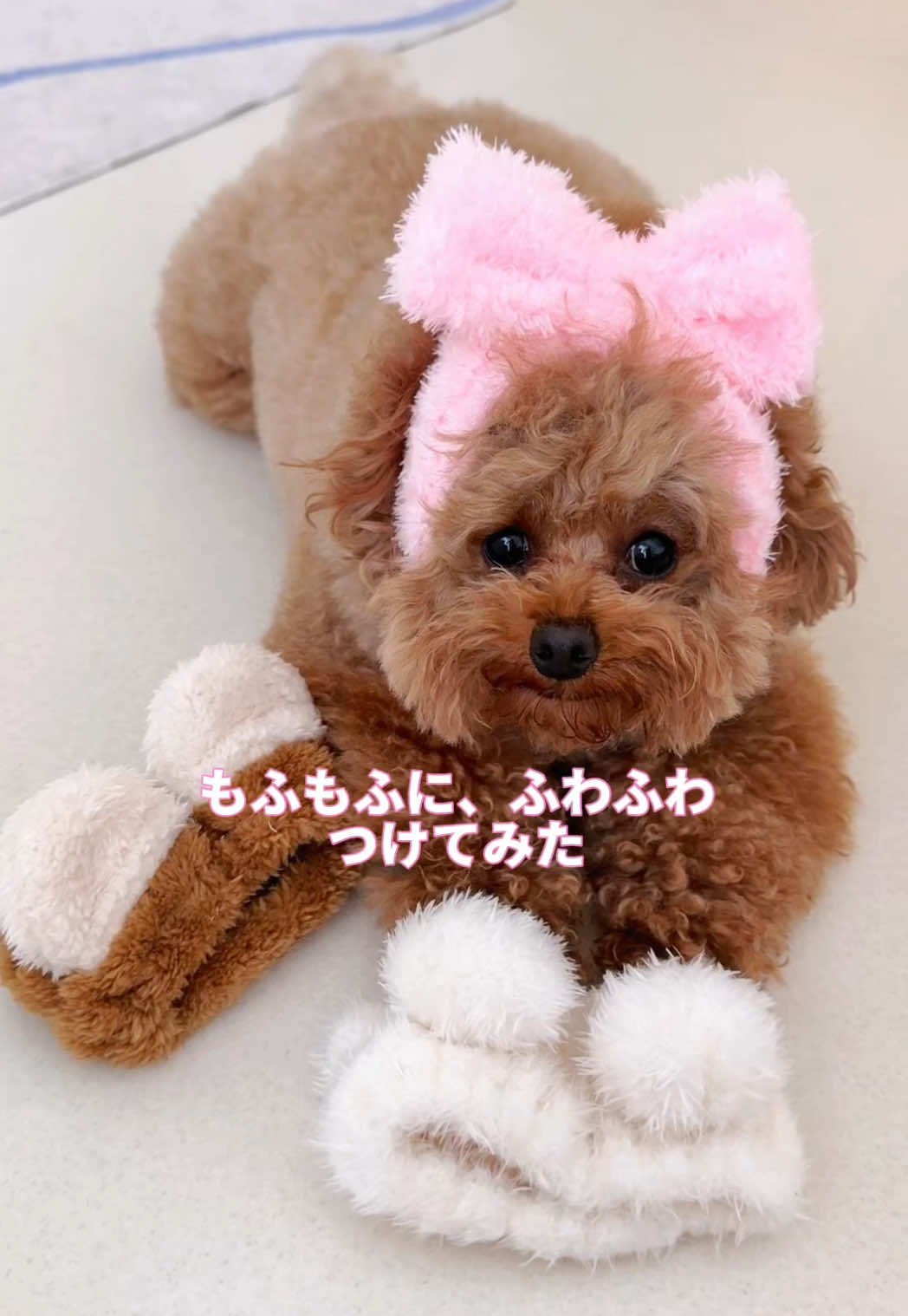 @むぎ🍫🧸