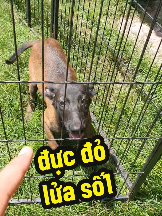 @Trại Ch&oacute; &Uacute;t S&aacute;u