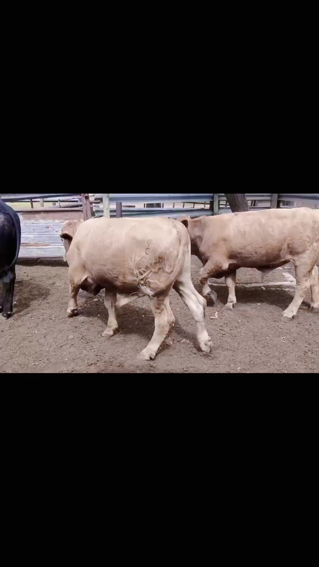 @The maverickagribusiness
