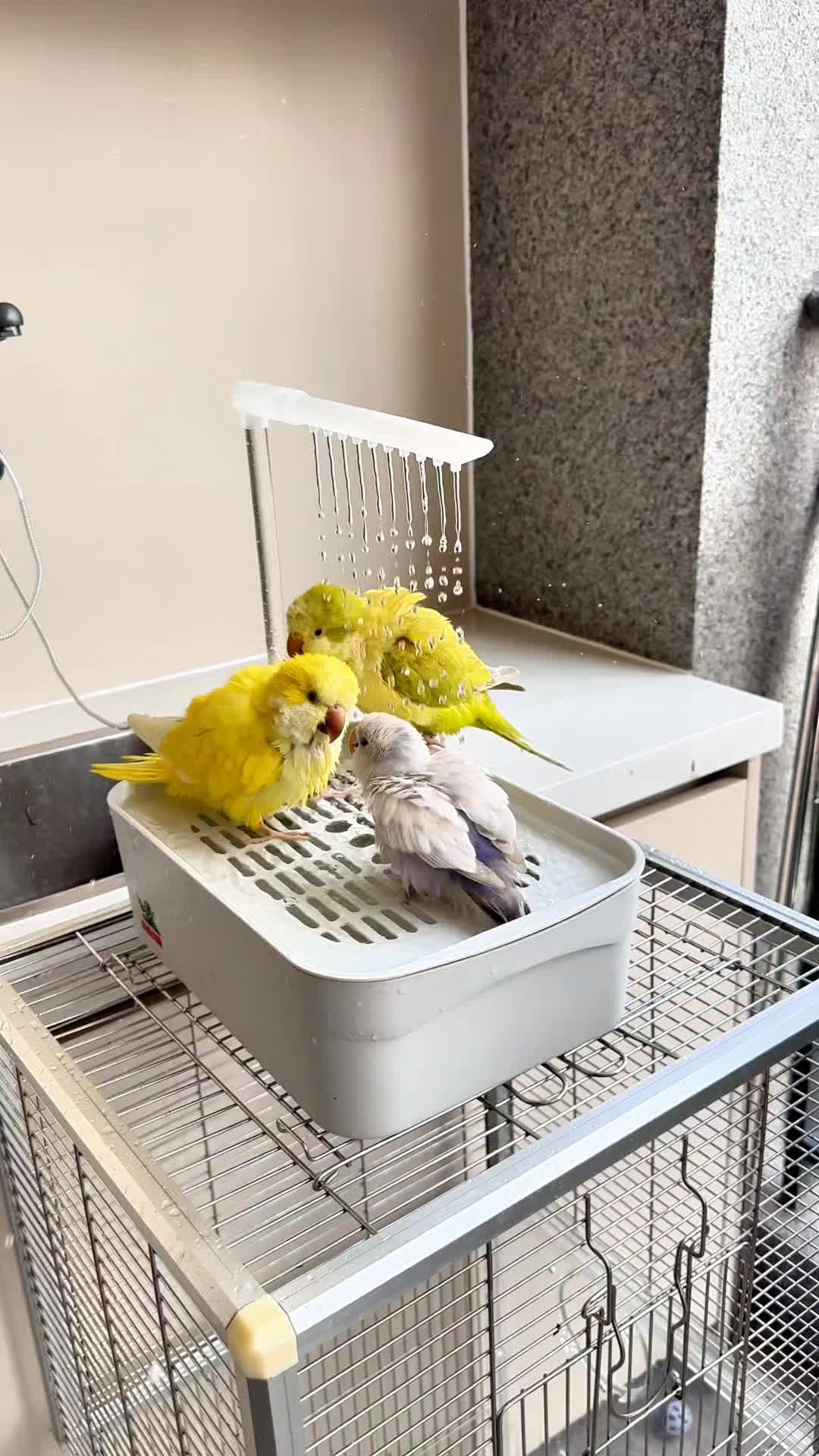 @Cute Bibi Cockatiel