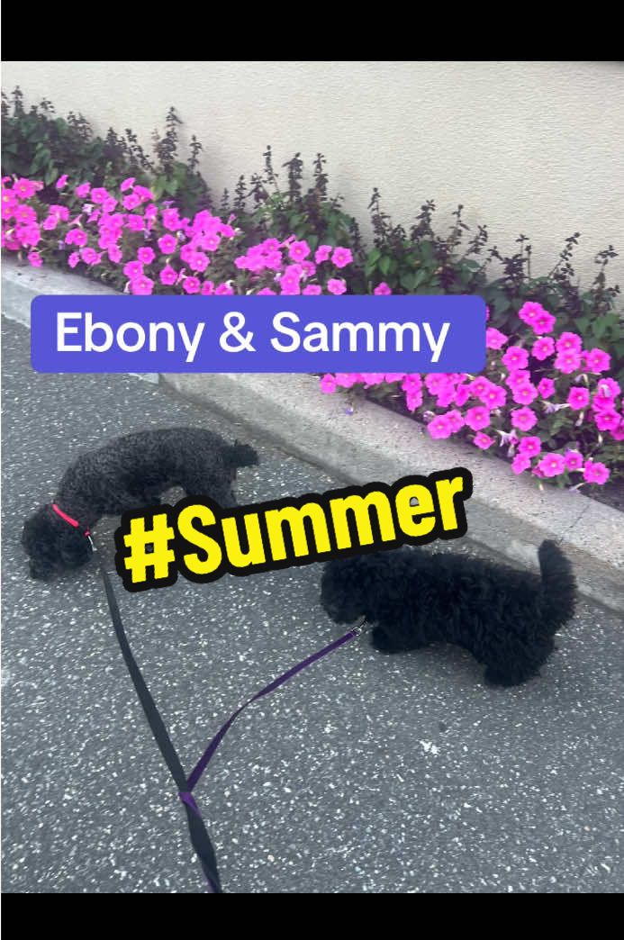 @Dm77poodles