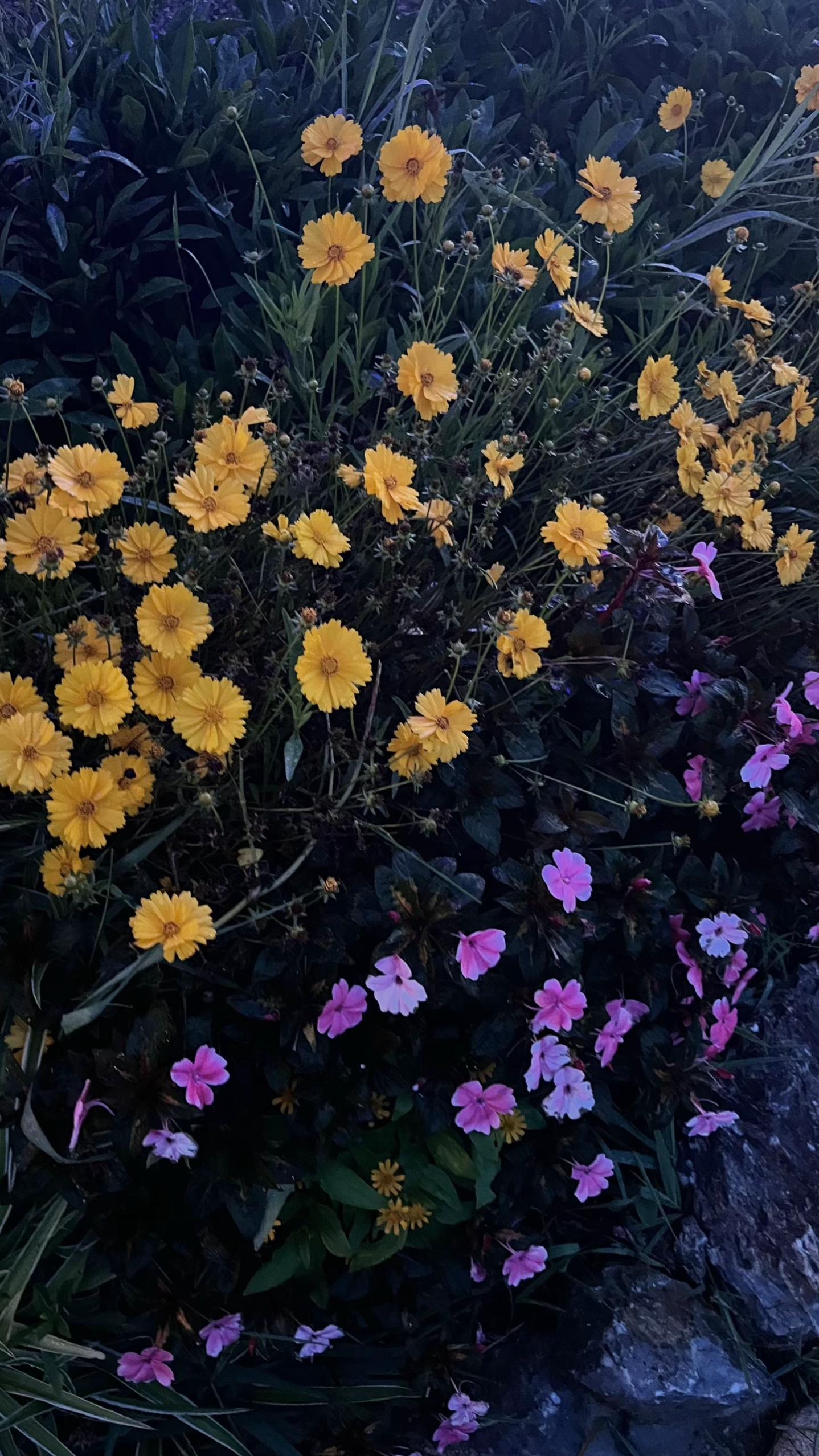 @𝓂༘⋆