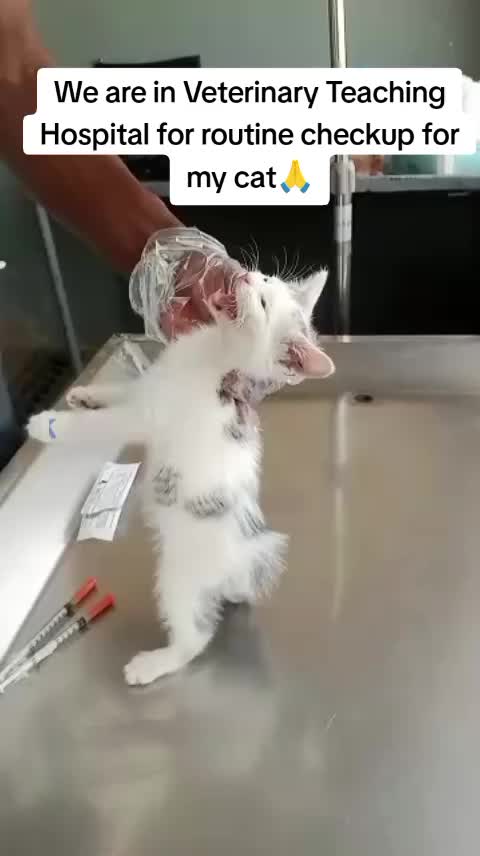 @Animal Welfare