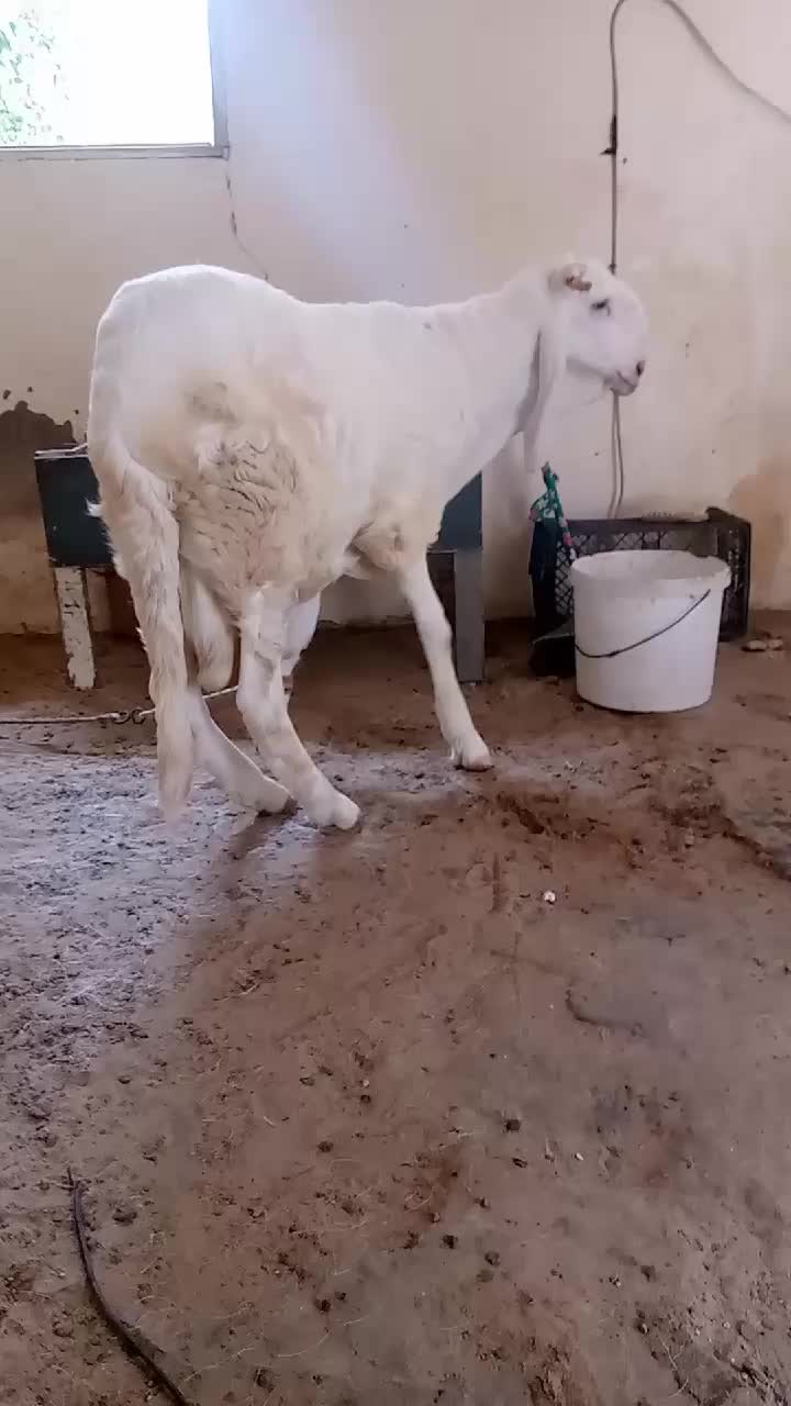 @Bergerie Soundiata Keita🐏🐑