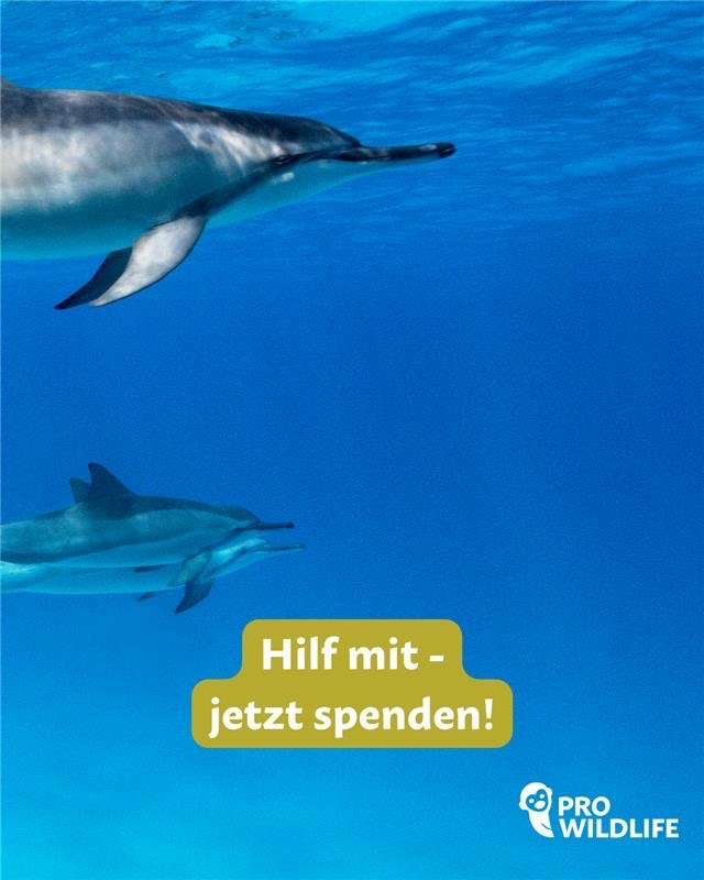 @Pro Wildlife