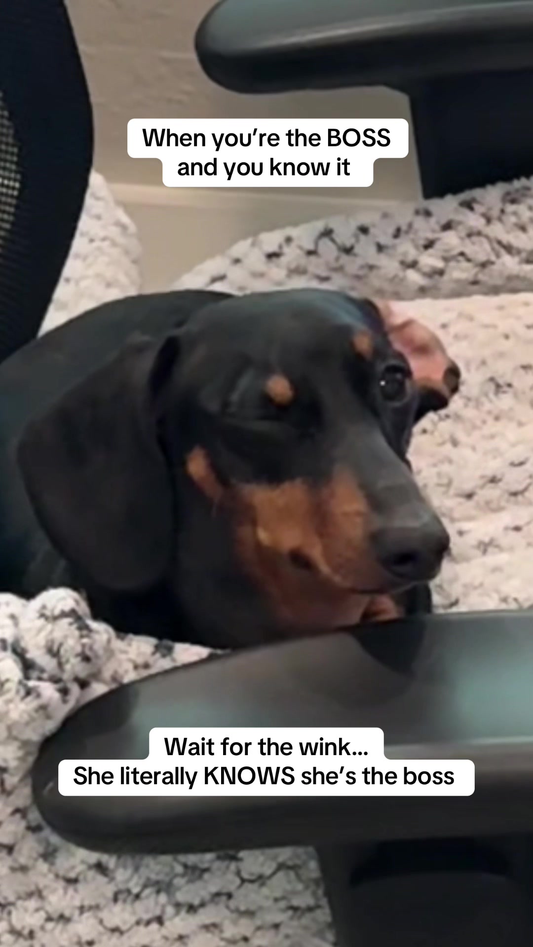@Penny the Dachshund