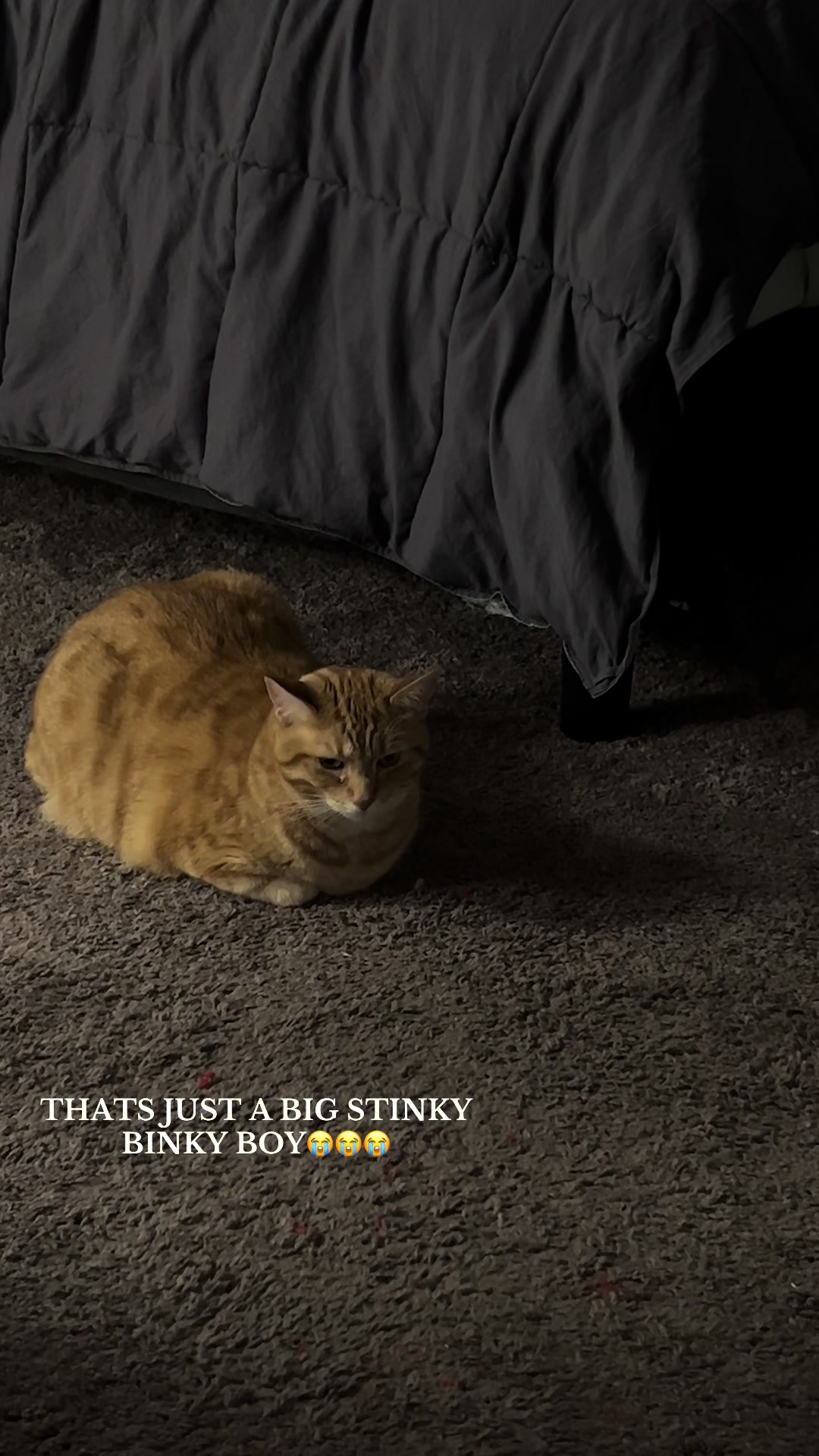 @bink the big orange cat