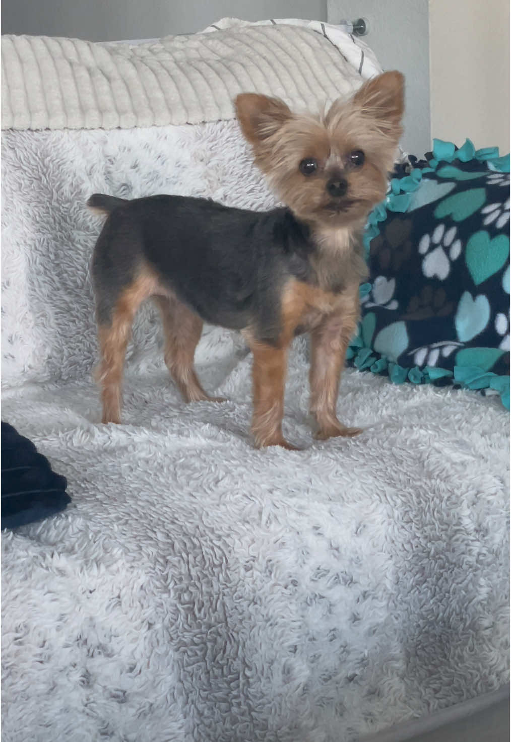 @My_4_Yorkies