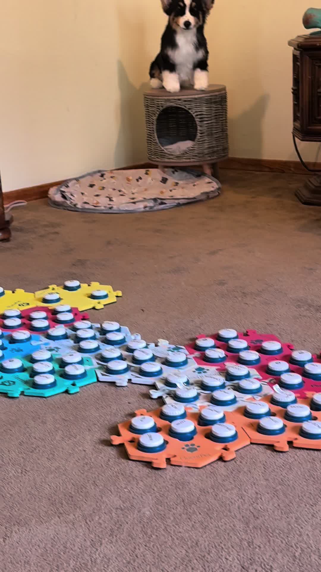 @Puffindoestricks