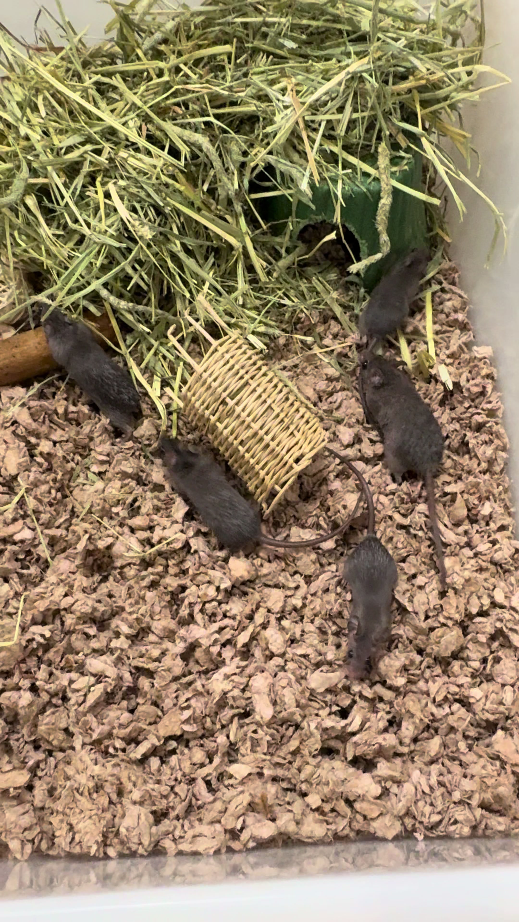 @Tiny Tails Mousery