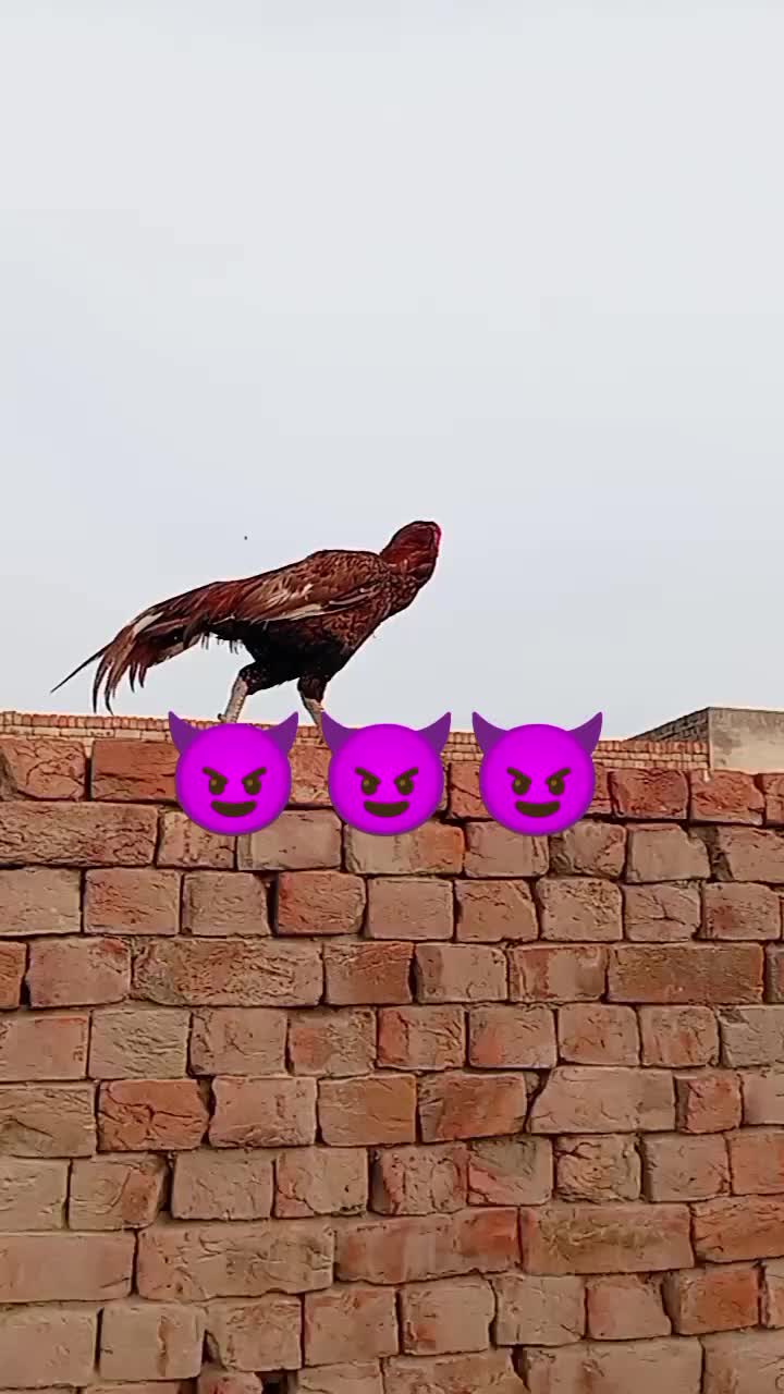 @🏴&zwj;☠️GUJJAR🏴&zwj;☠️