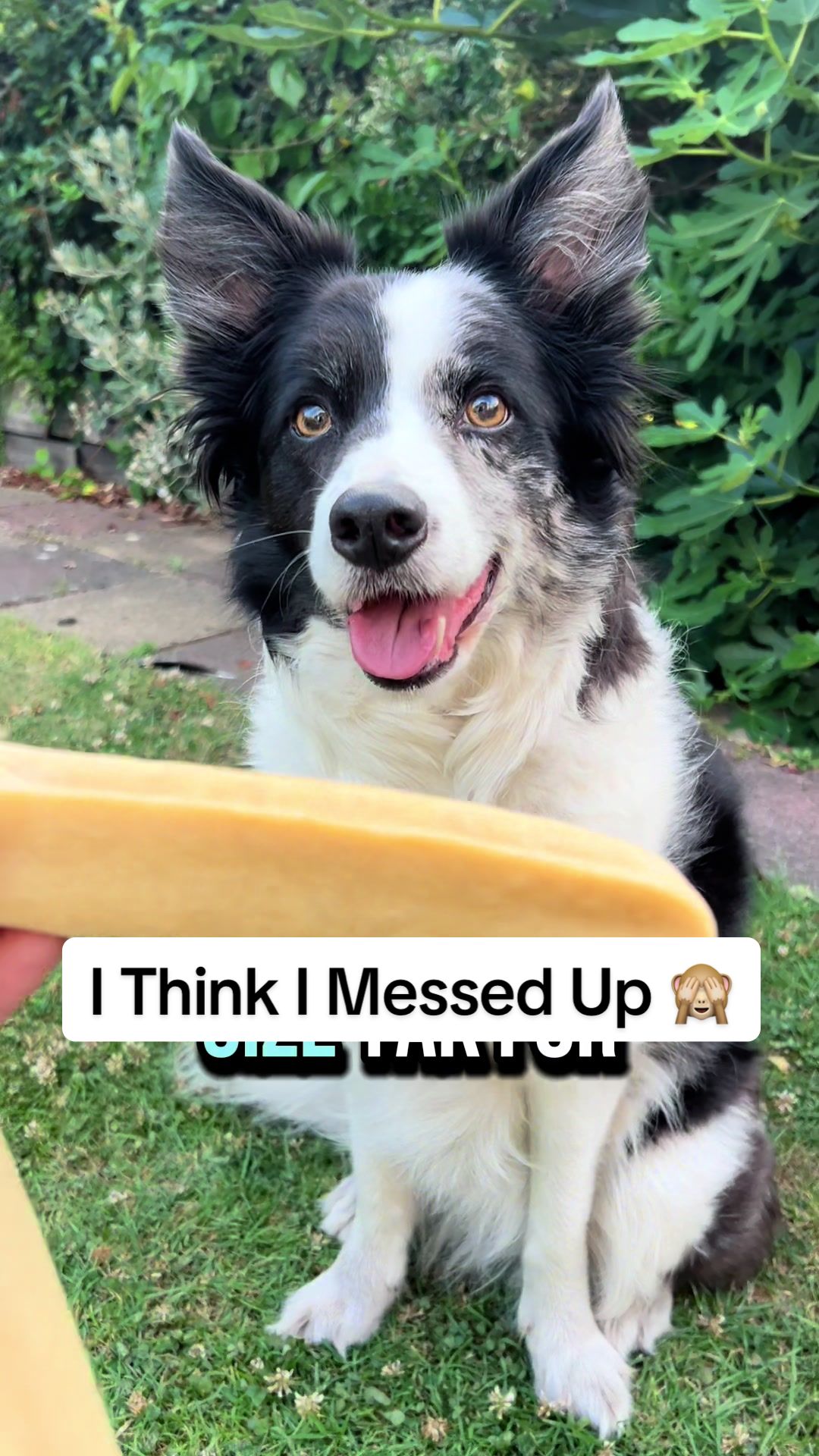 @Train Up Pup