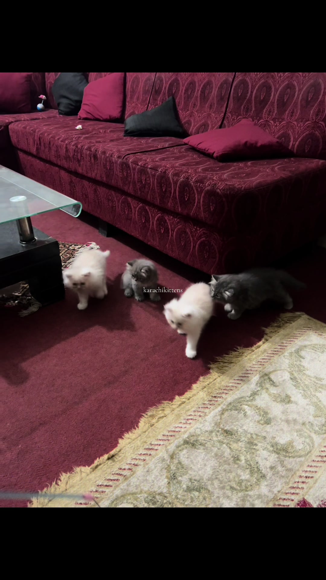 @karachikittens