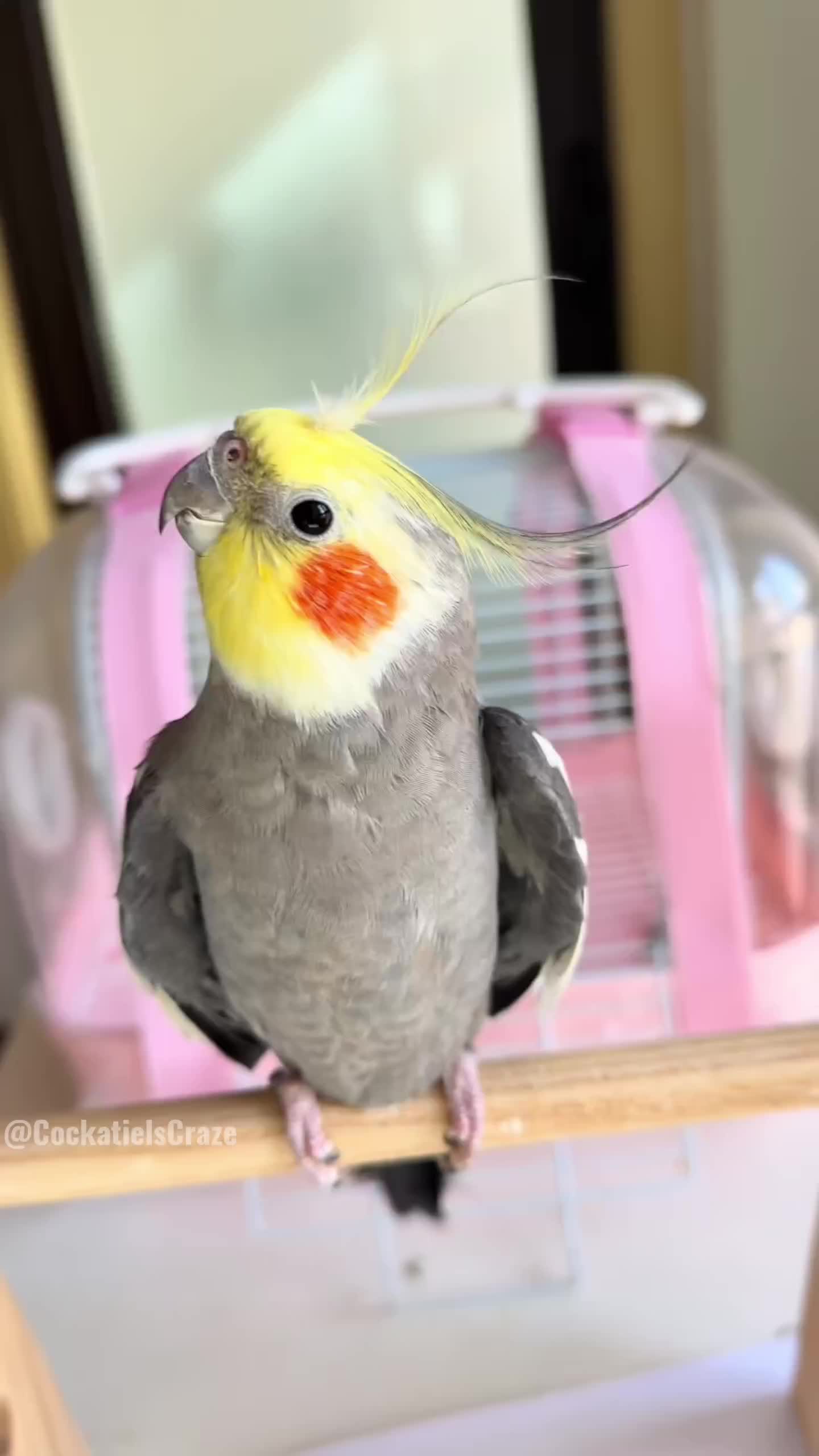 @Cockatiels Craze