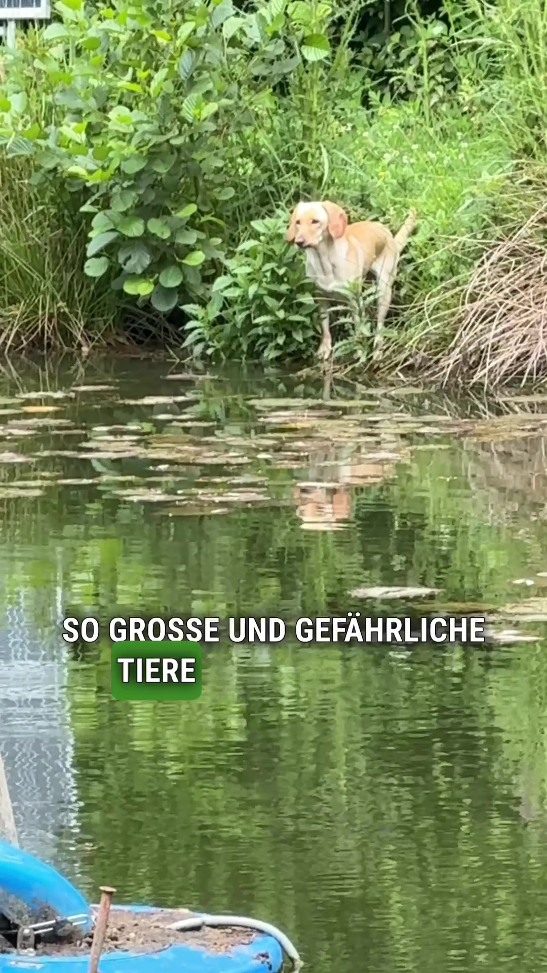 @alex_hundecoach