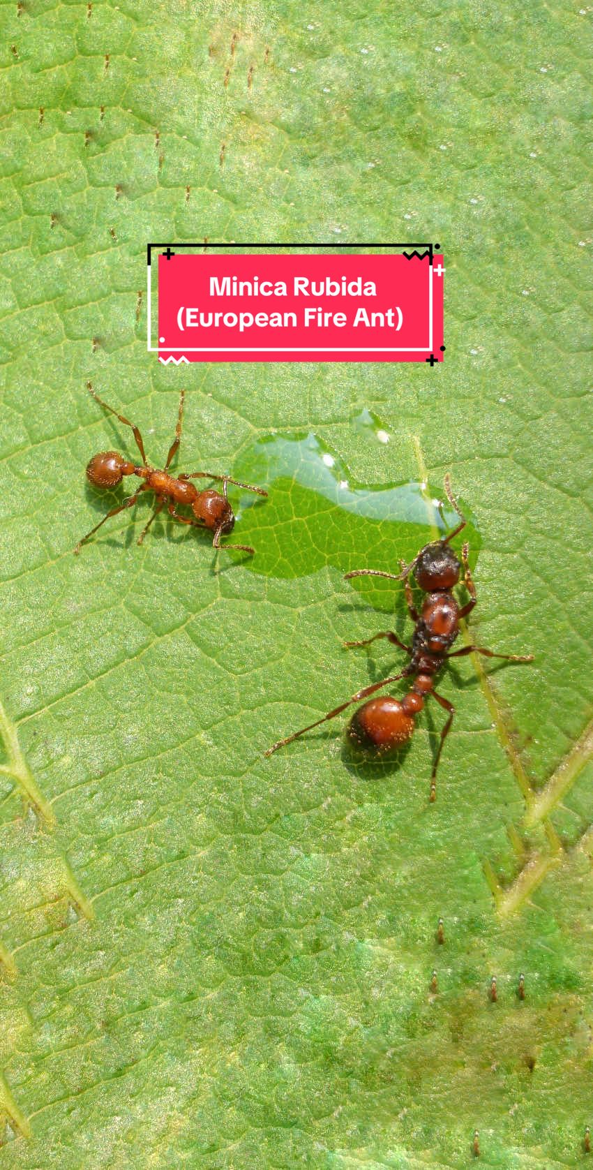 @Henry Th&iacute;ch Nu&ocirc;i Kiến 🐜