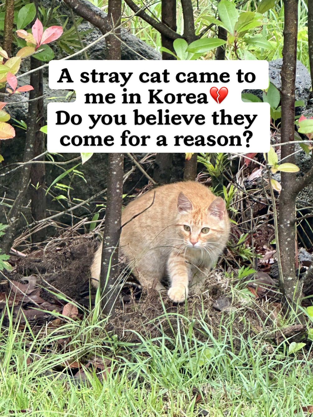 @MyStrayCheese