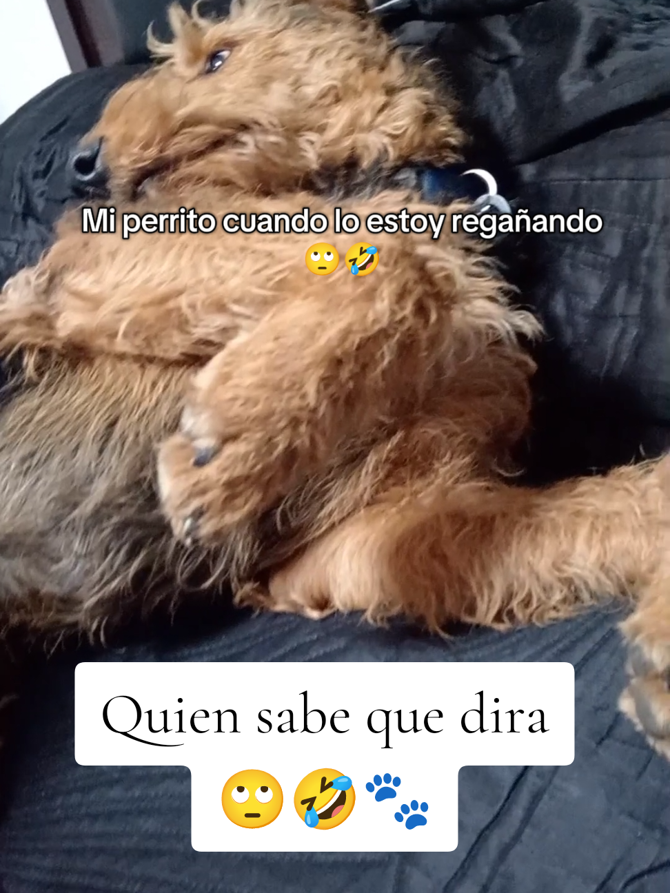 @Trufa Y M&aacute;ximo🐾Airedales
