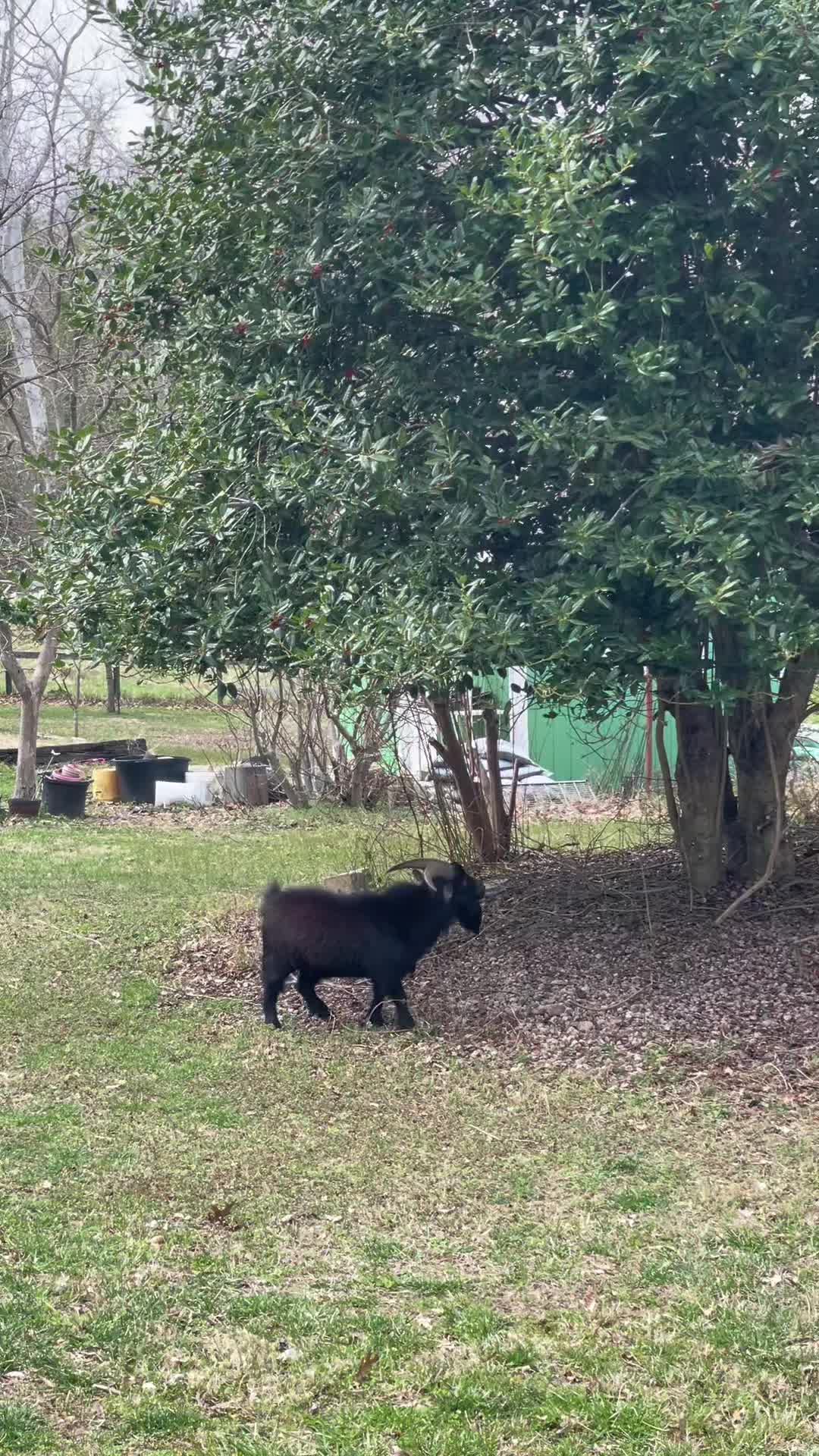 @FarmHerDianne