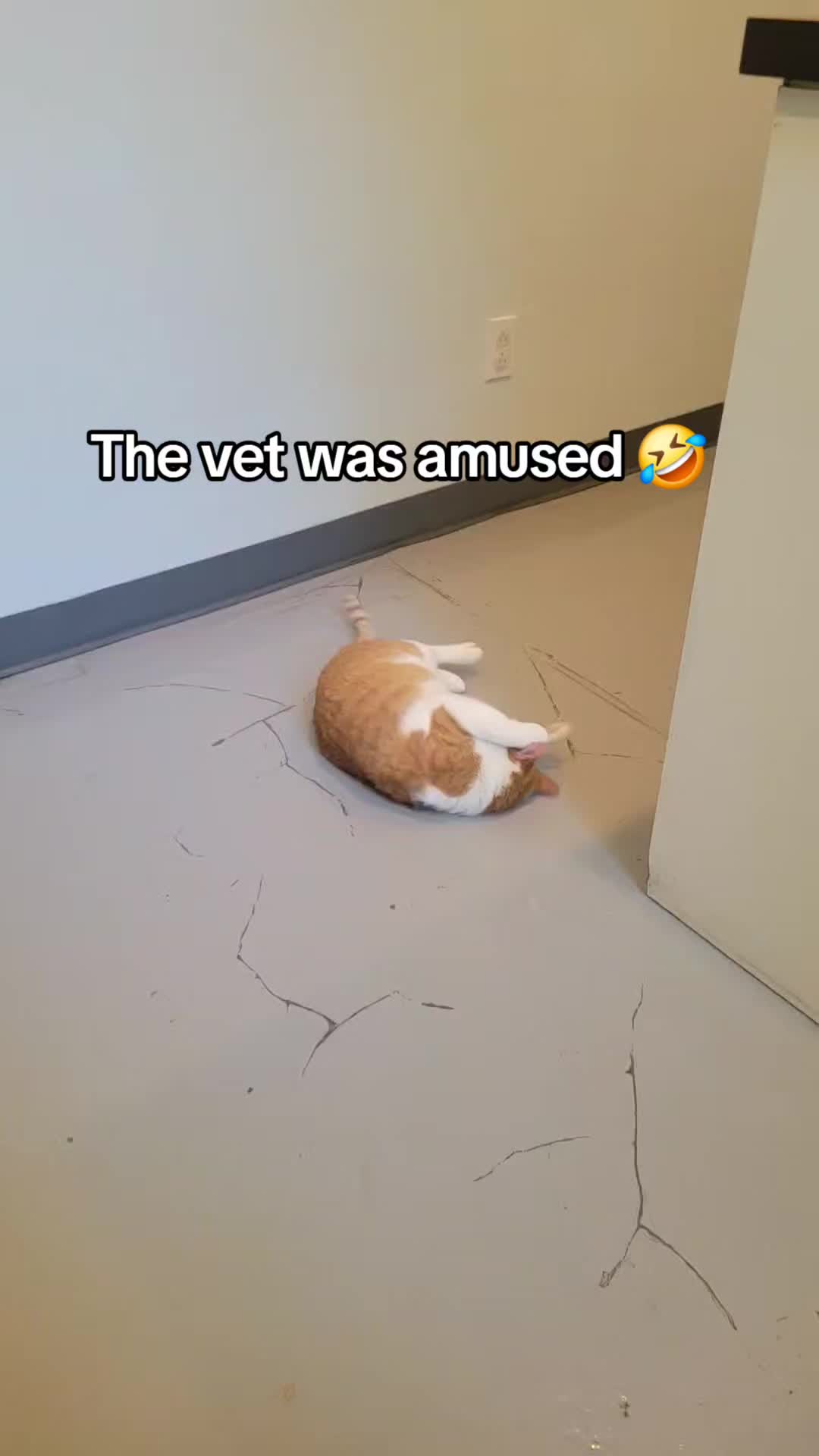 @JackieCat309