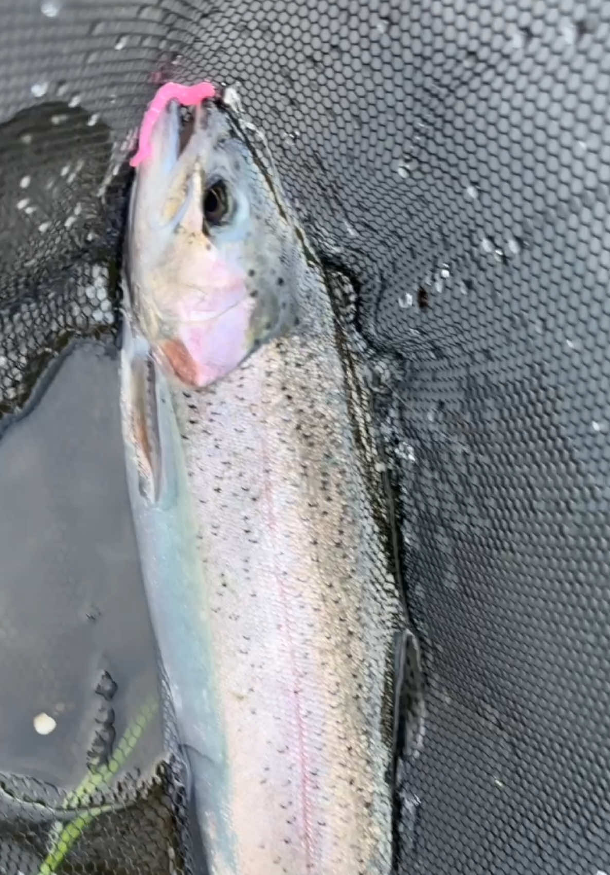 @fishingshaun