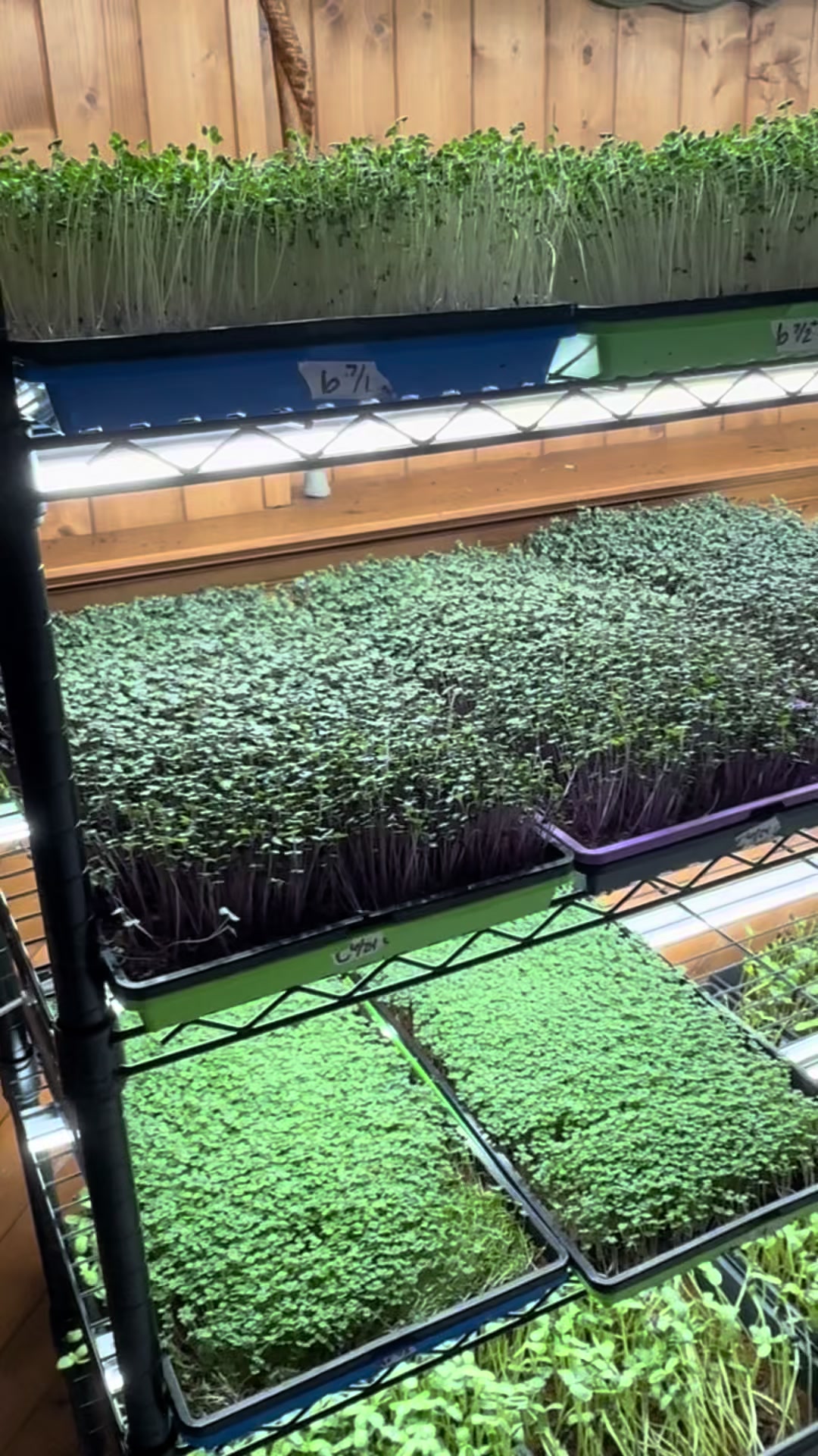 @Local Grown