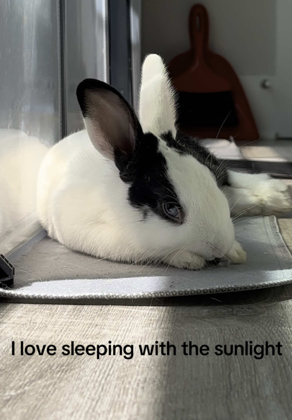@Cookie and Twix the Bunnies