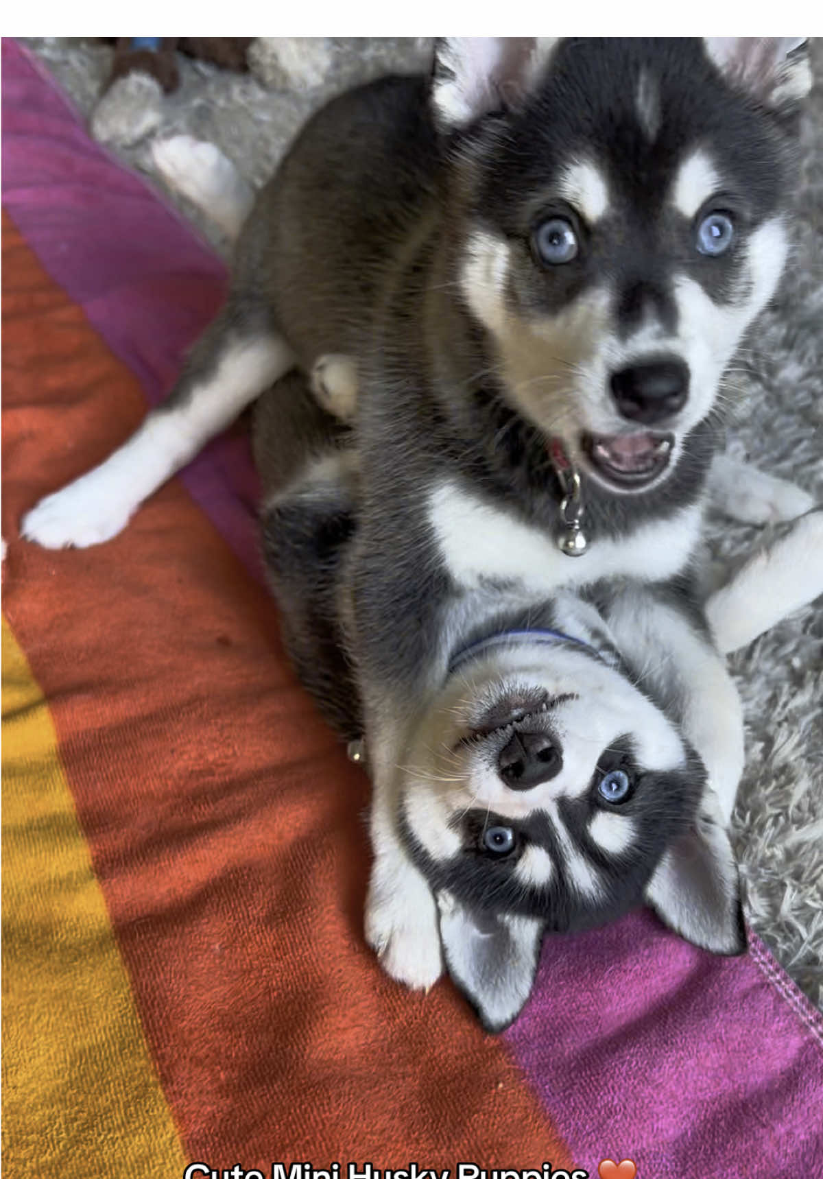 @kleekaipuppies4sale