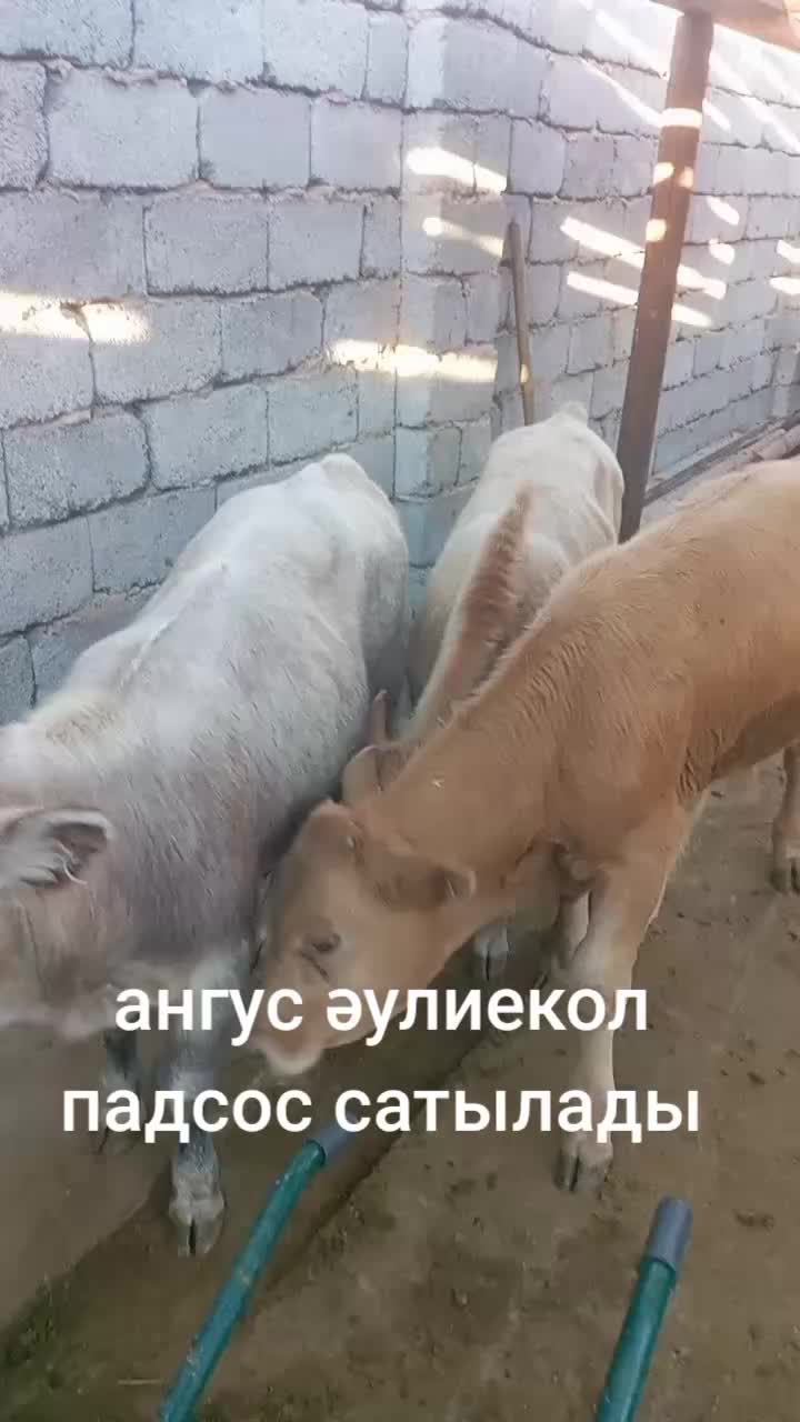 @қожеке