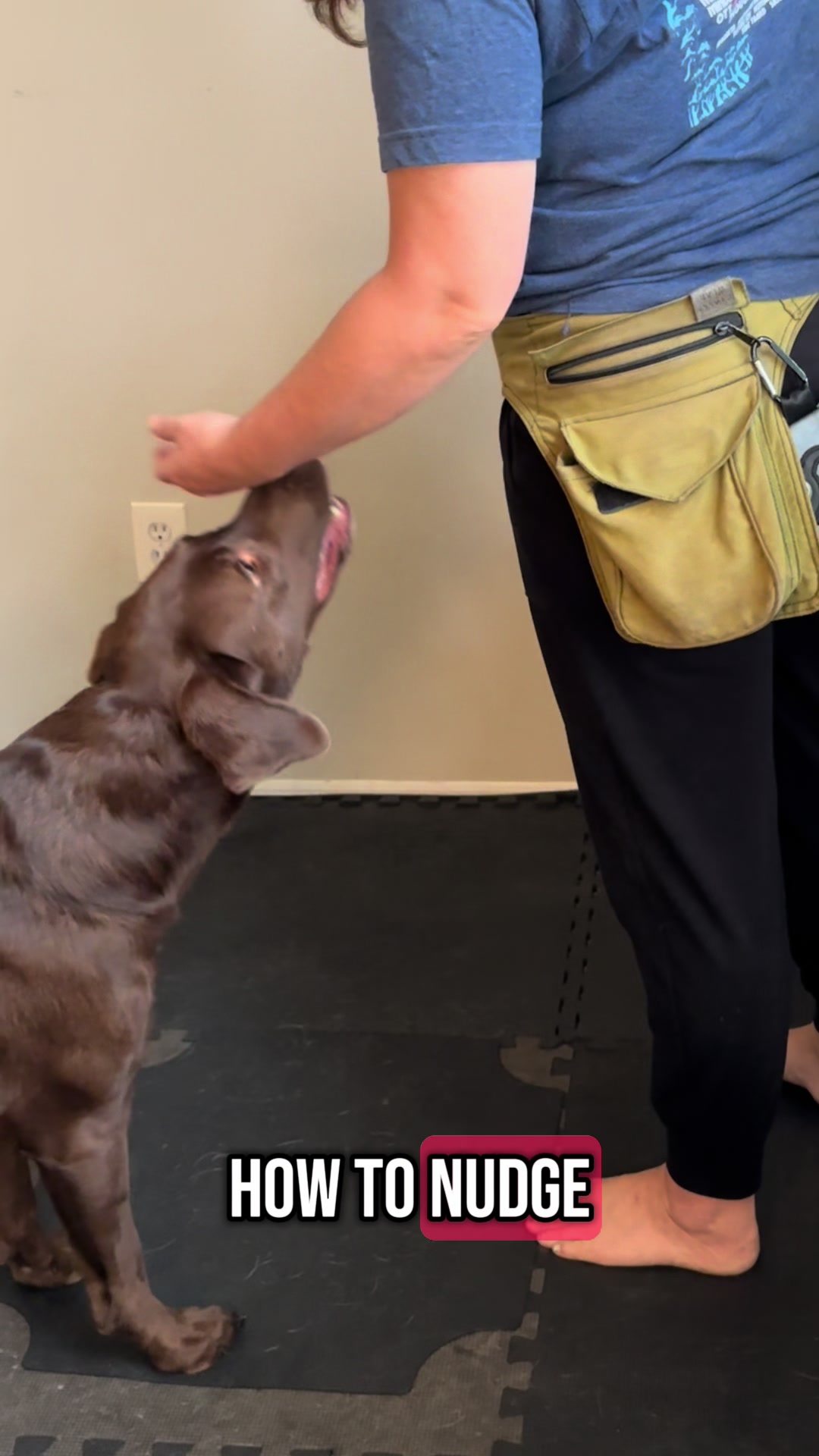@AmandaT | Your Dog is COOL!